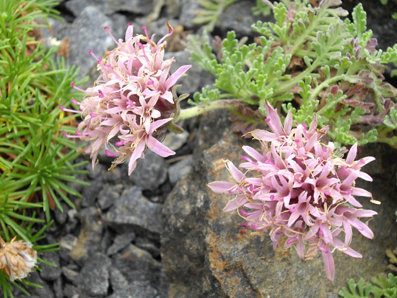 Pterocephalus depressus photo
